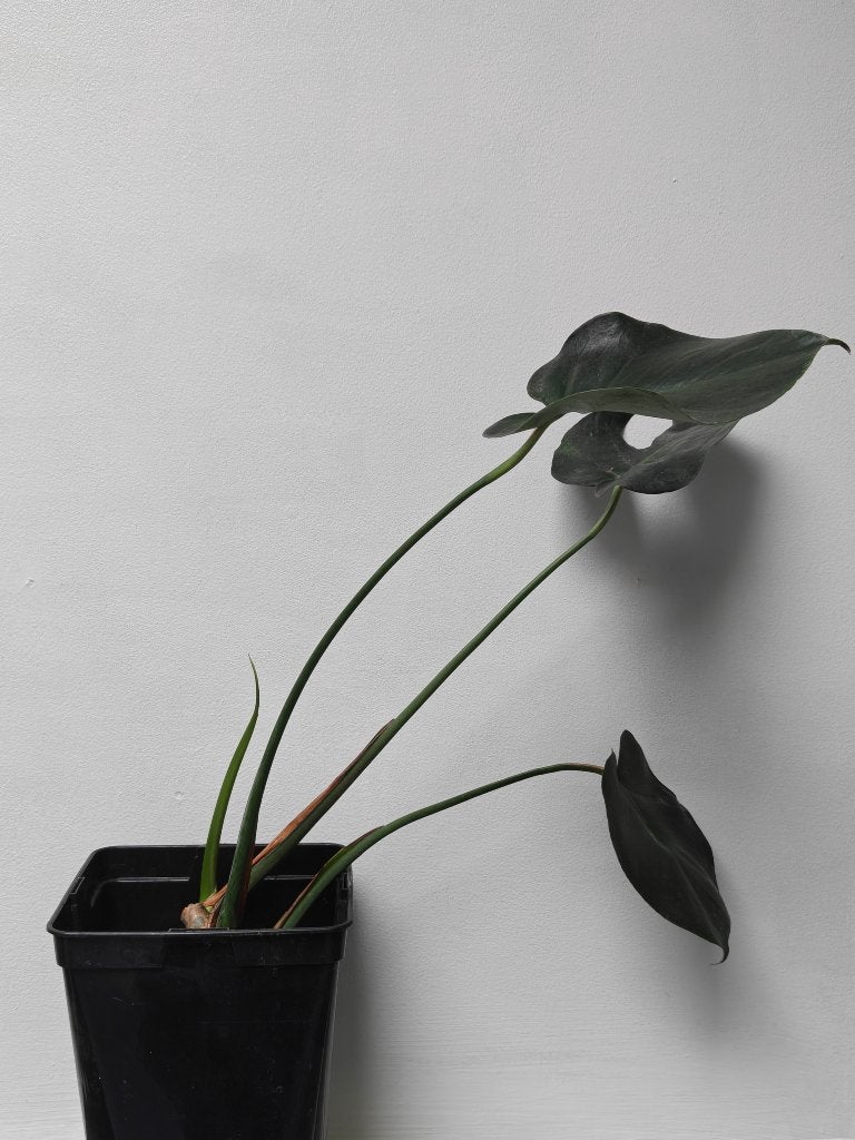 Monstera, Huis en Inrichting, Kamerplanten, Ophalen, Overige soorten, Halfschaduw, In pot