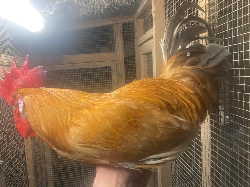 Haan Gele van Haspengouw, Dieren en Toebehoren, Mannelijk, Kip