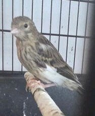 jonger harlekijn te koop, Dieren en Toebehoren, Vogels | Kanaries, Geslacht onbekend