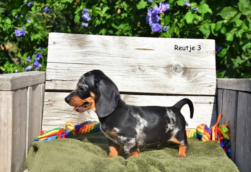 Prachtige Teckel pupjes, Animaux & Accessoires, Chiens | Teckels & Bassets, Plusieurs animaux, Poils courts, Standard, Éleveur | Professionnel