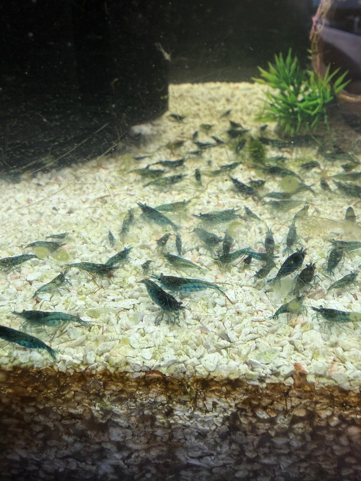 Blauwe garnalen, Homard, Crabe ou Crevette, Poisson d'eau douce