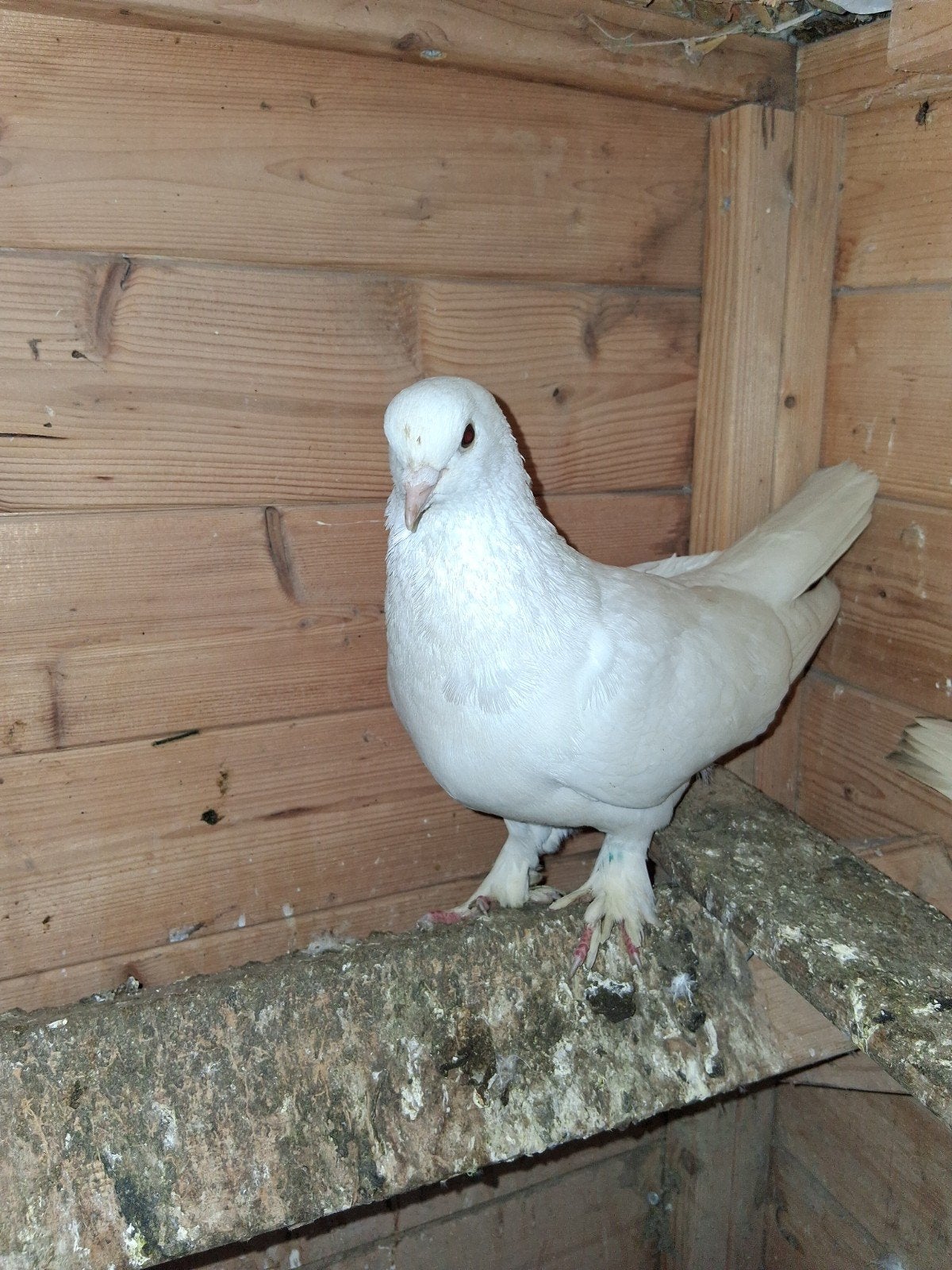 Takla duiven 10 ero st, Dieren en Toebehoren