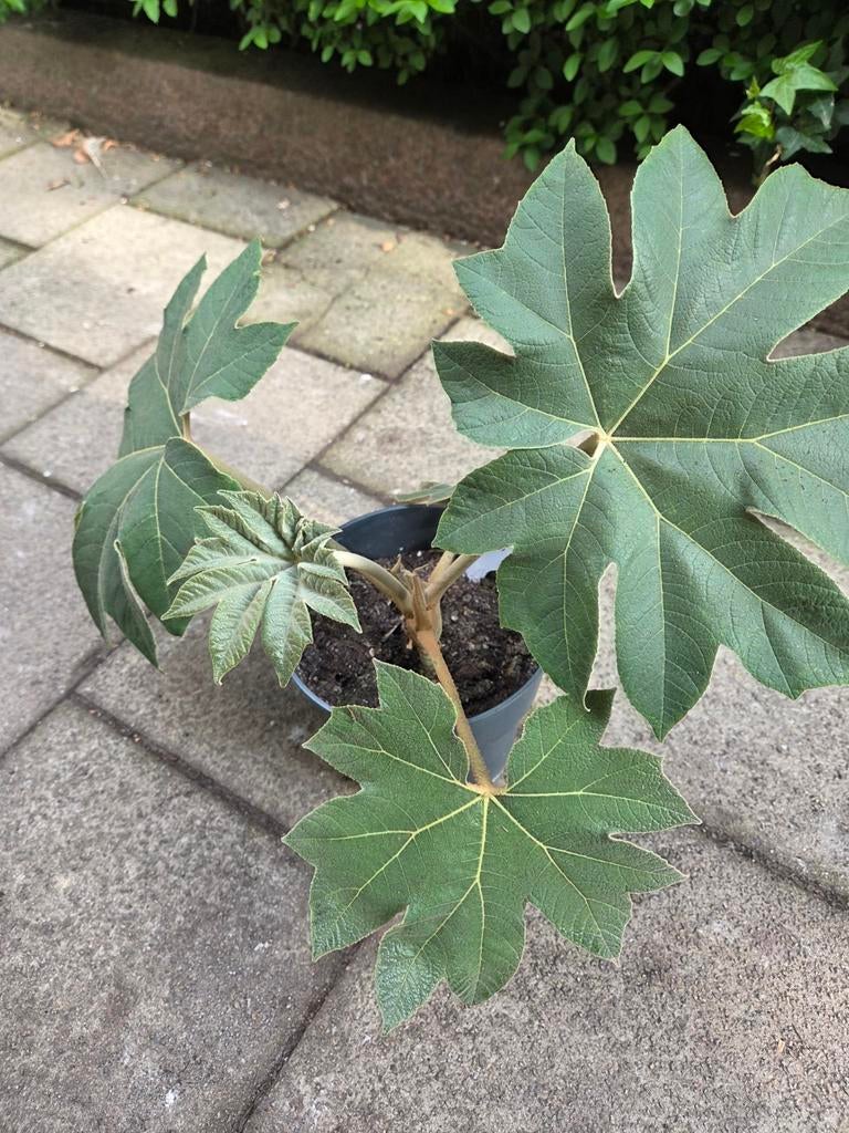 Tetrapanax, Tuin en Terras, Ophalen