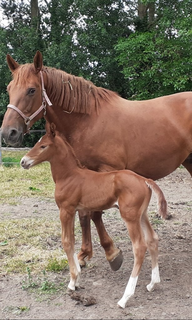 fokmerrie, Merrie, Springpaard, Met stamboom, Niet van toepassing
