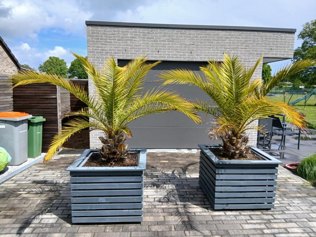 Phoenix Canariensis - Canarische dadelpalm, Ophalen