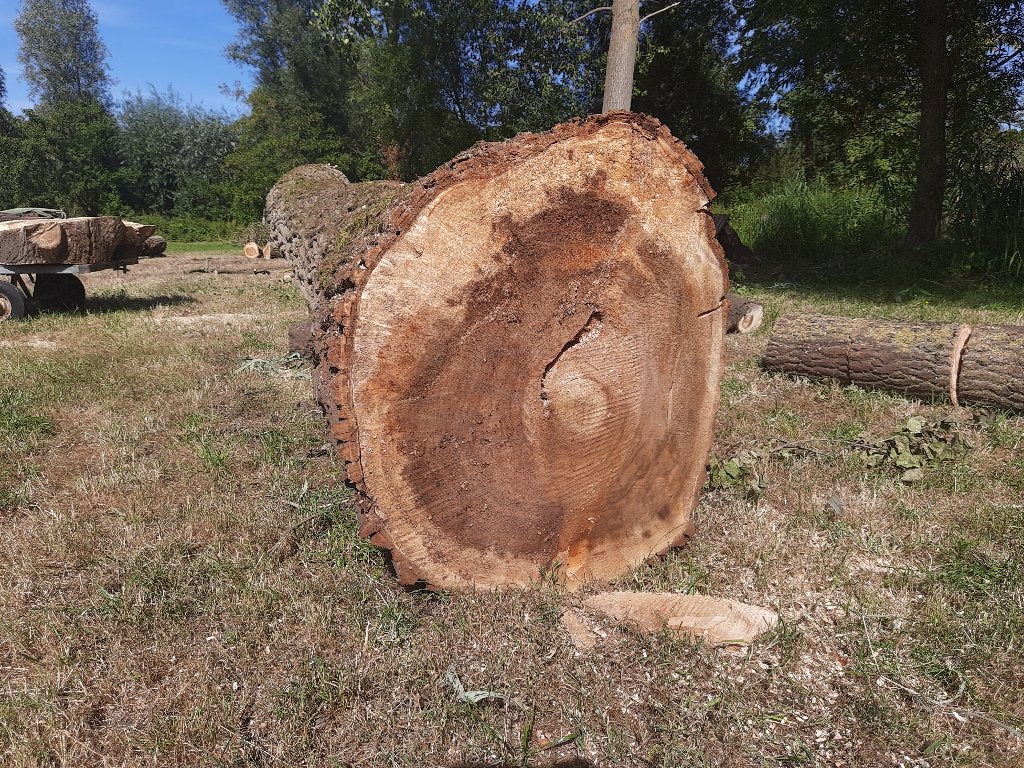 boomstammen canada populier, Articles professionnels, Machines & Construction | Jardin, Parc & Sylviculture, Enlèvement, Autres types