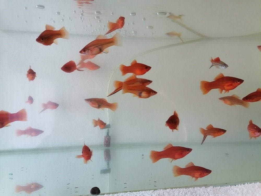 guppy , black molly , zwaarddragers , corydoras , rode platy, Dieren en Toebehoren, Vis, Zoetwatervis, Schoolvis