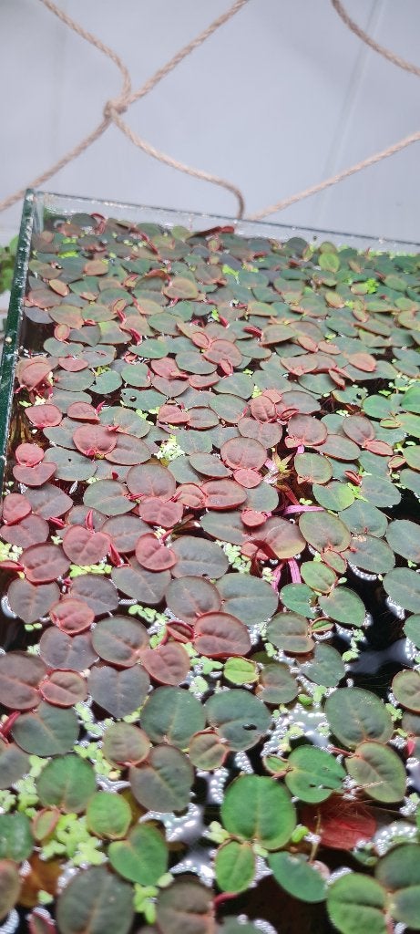 Phyllanthus Fluitans, Animaux & Accessoires, Enlèvement, Comme neuf, Plante(s), Pierre ou Bois, Autres marques