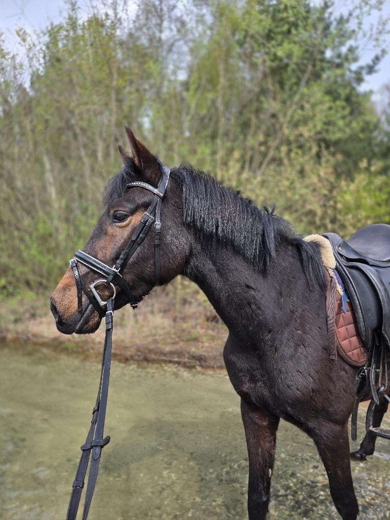 D pony te koop, Animaux & Accessoires, Poneys, Jument, Débourré, Poney D (1.37 m à 1.48m), Poney de récréation, 3 à 6 ans, Avec puce électronique