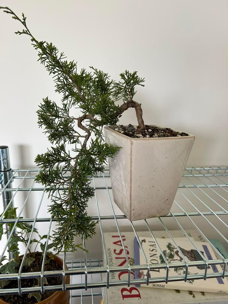 Bonsai itoigawa startplant, Jardin & Terrasse, Enlèvement