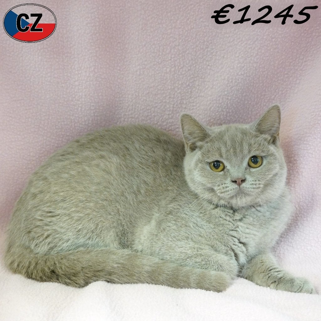 Magnifiques British Shorthair (Lilac) à vendre, Animaux & Accessoires, Plusieurs animaux, Avec puce électronique, 0 à 2 ans