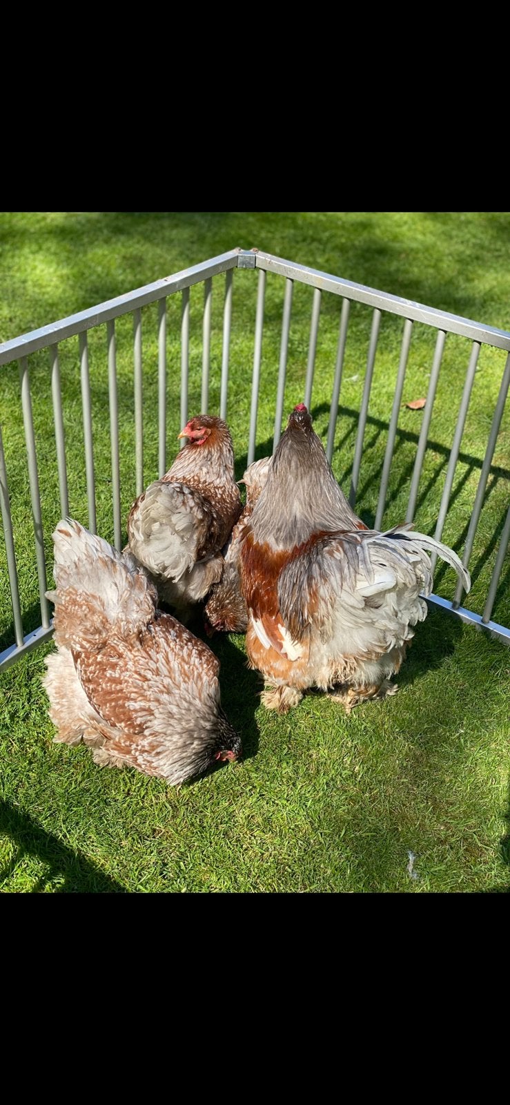 Brahma blauwroodporselein, Dieren en Toebehoren