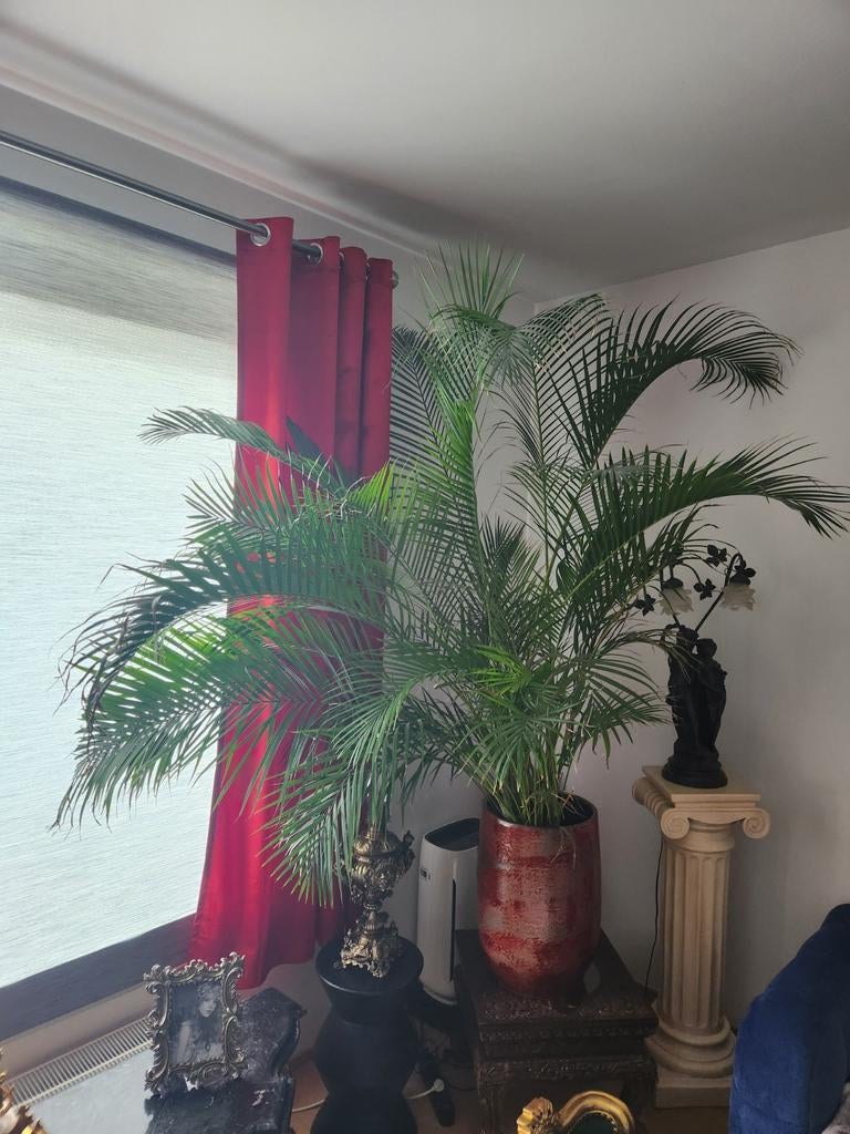 Majestueuze Areca Palm (230cm) in Exclusieve Glazen Designpo, Enlèvement