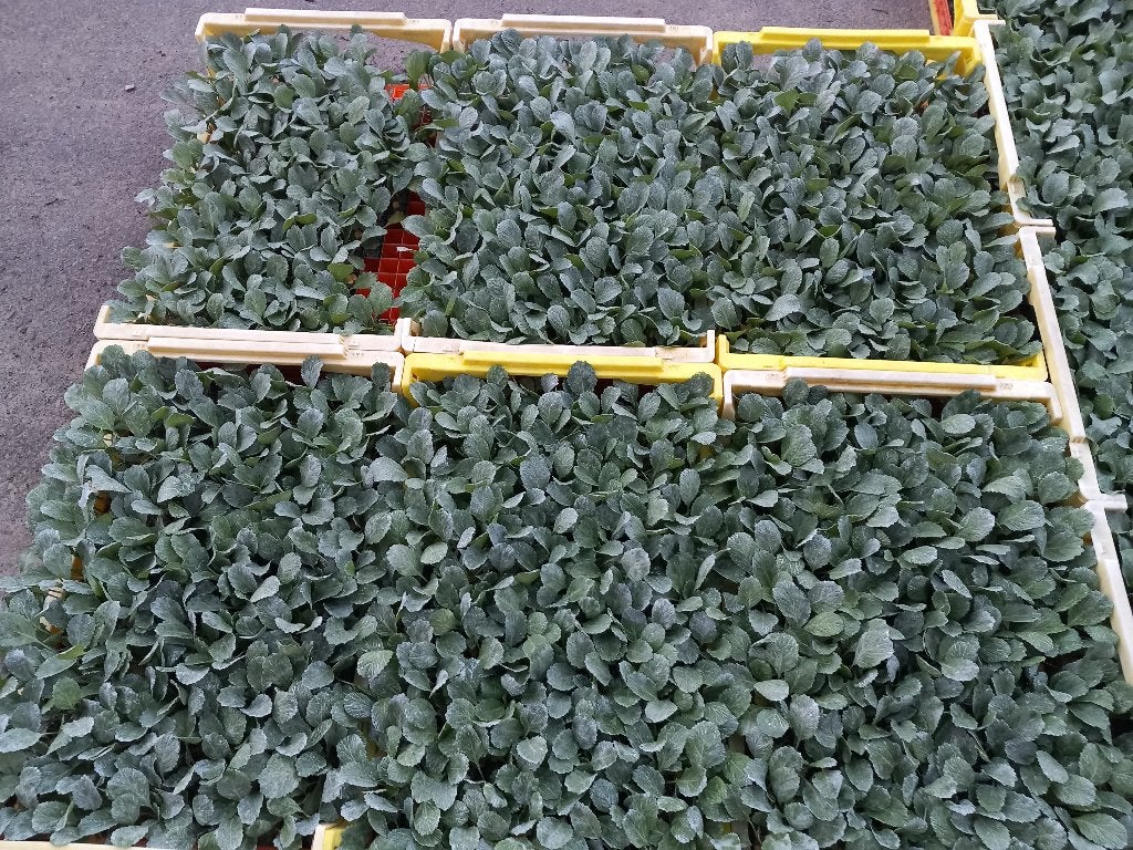 koolplanten : savooiekool, Jardin & Terrasse, Plantes | Jardin, Enlèvement, Plantes potagères