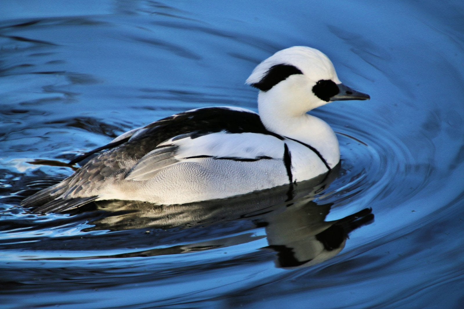 Siereenden - Nonnetjes, Meerdere dieren, Eend