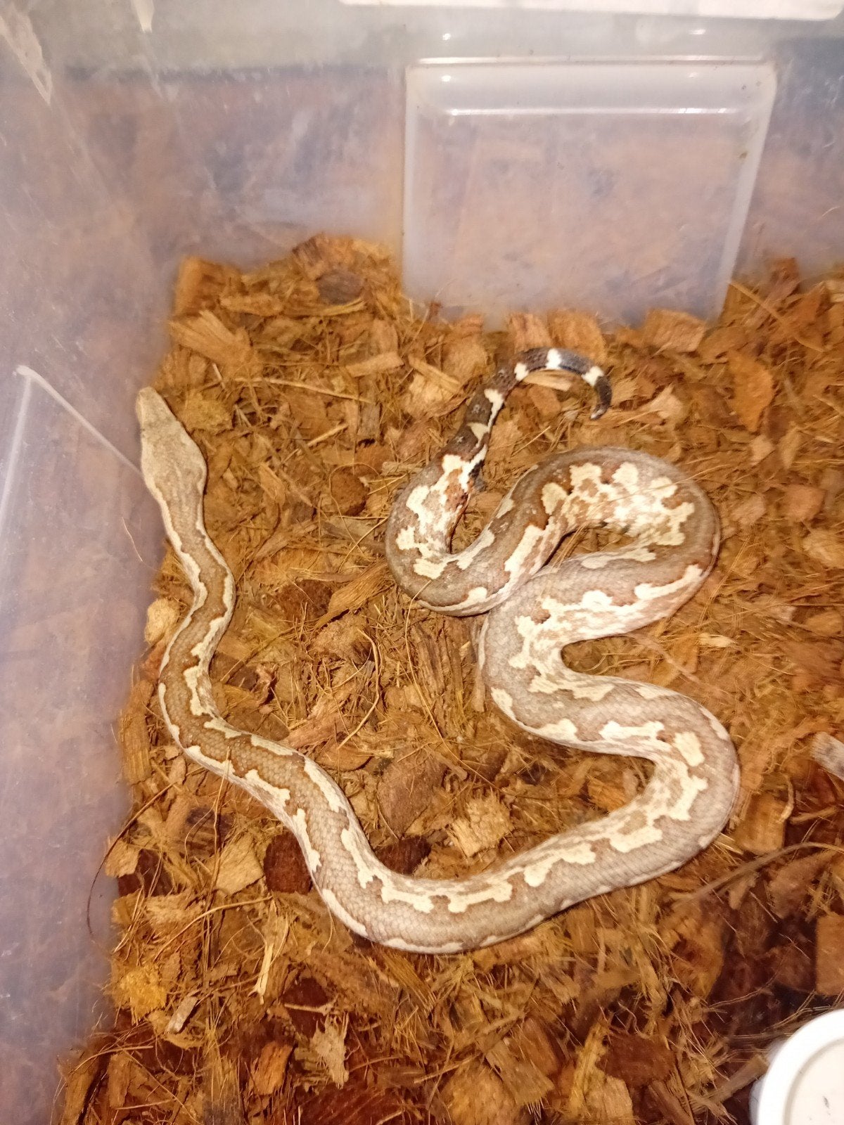 1.1 candoia paulsoni boa's, Dieren en Toebehoren, Slang, Tam, 0 tot 2 jaar