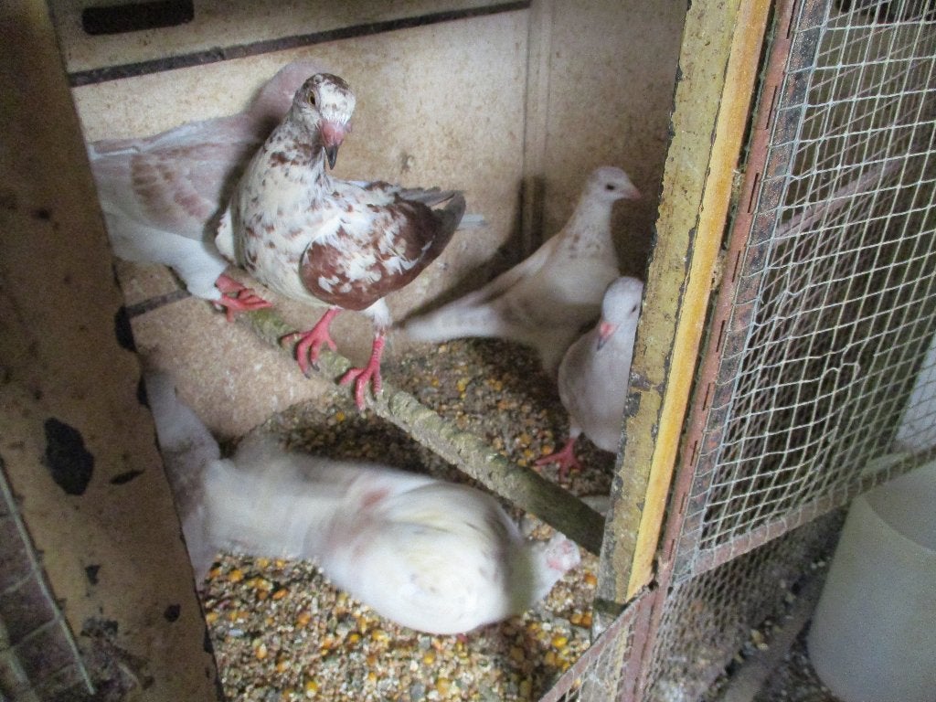 2jolies femelles de pigeons voyageur, Dieren en Toebehoren, Vrouwelijk, Postduif