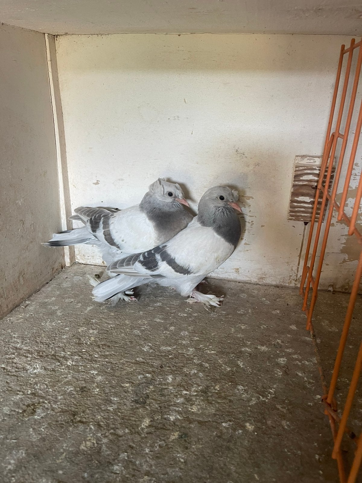 Jonge takla, Dieren en Toebehoren
