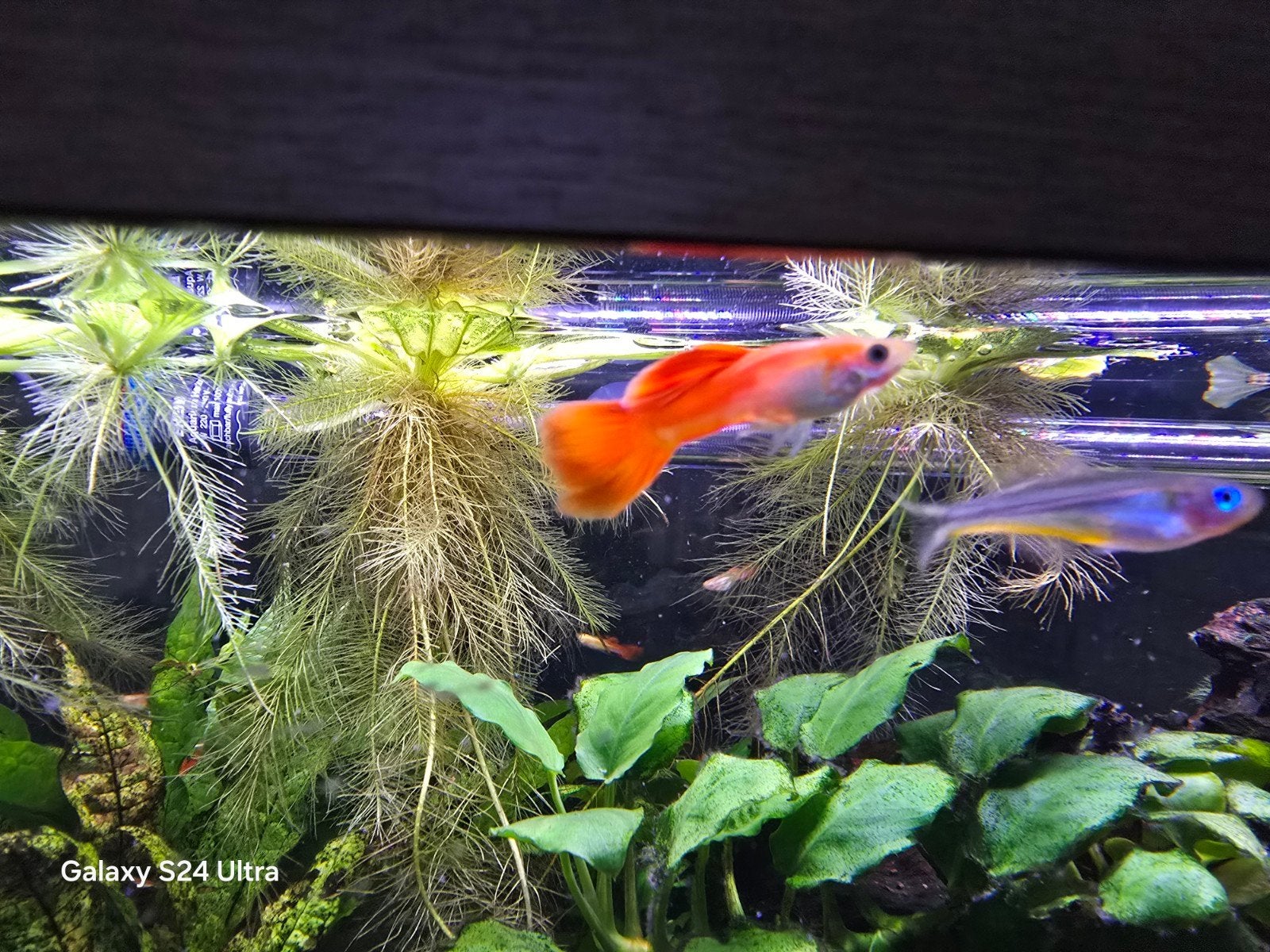 Guppy Red Flamingo Swordtail, Animaux & Accessoires, Poisson, Poisson d'eau douce, Banc de poissons