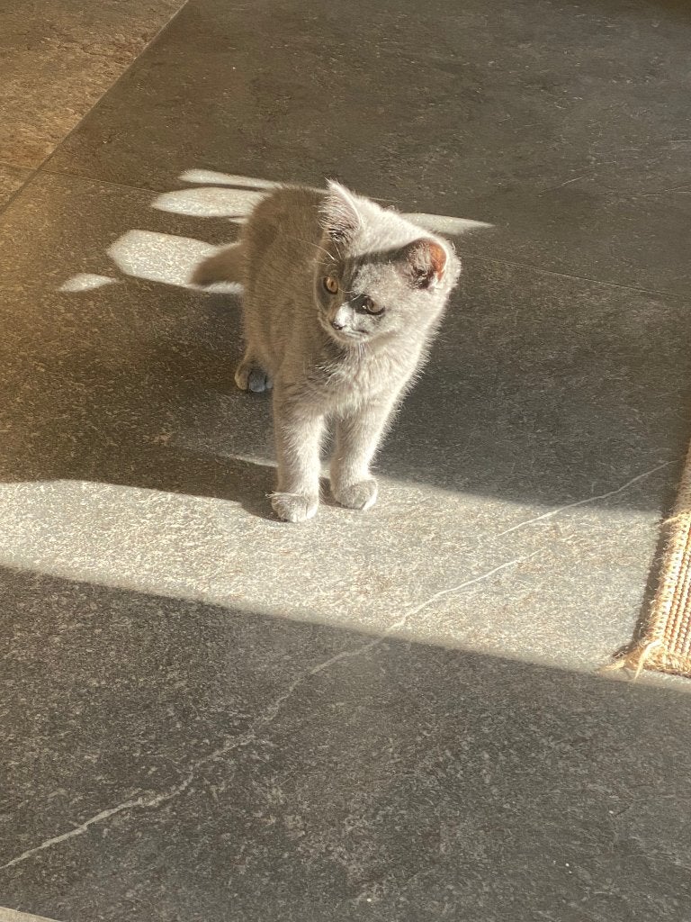 Britse korthaar, Chat, Avec pedigree, 0 à 2 ans
