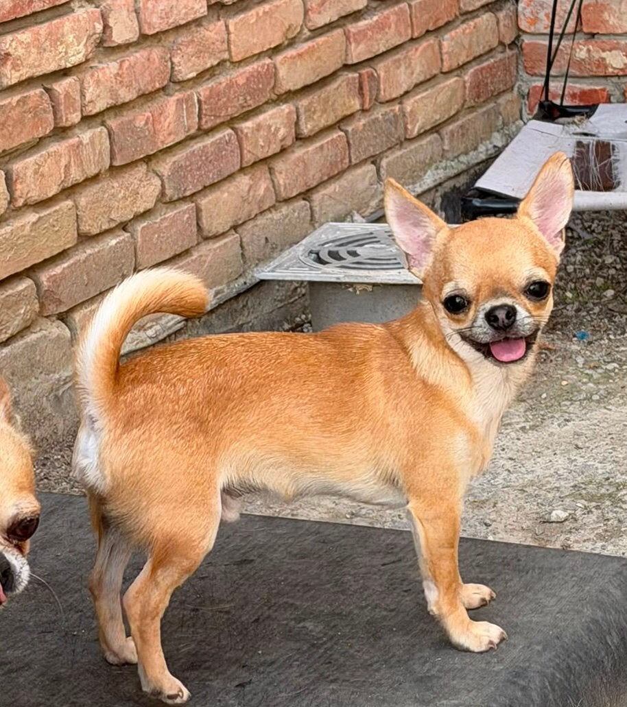 Chuahua kortharig reutje, 15 semaines à 1 an, Chien (mâle), Hépatite contagieuse (maladie de Rubarth), Belgique