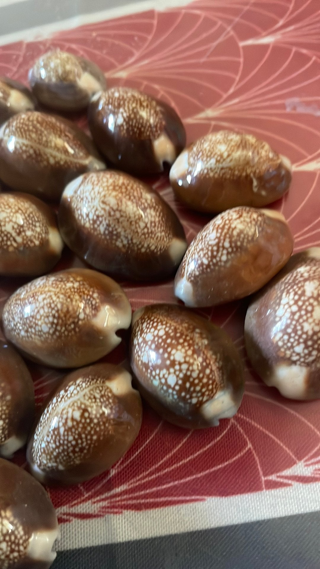 Coquillages, Ophalen of Verzenden, Schelp(en)