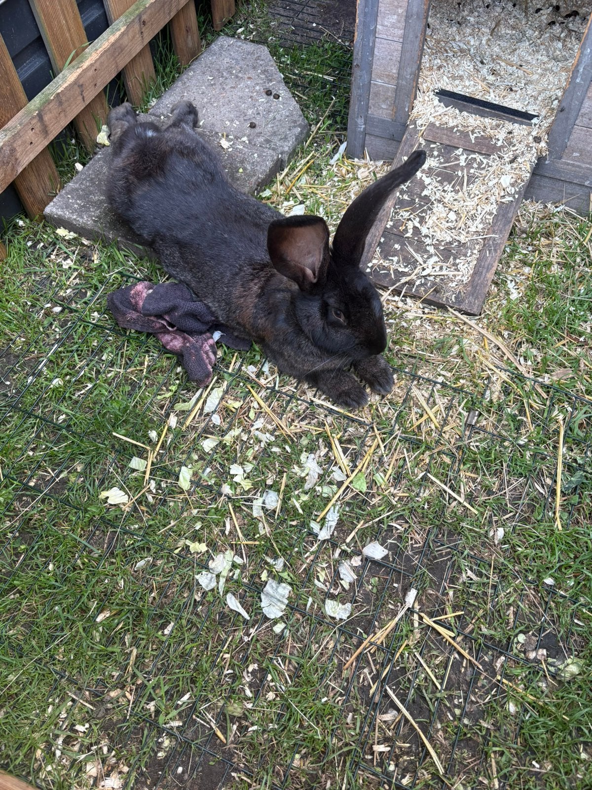 Vlaamse reus mannetje 8-9maanden jong, Animaux & Accessoires, Lapins, Mâle, Grand, 0 à 2 ans