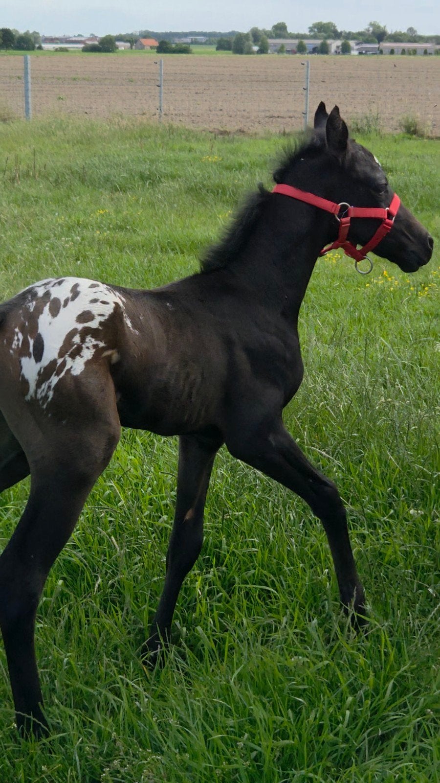 Ter reservatie blanket appaloosa veulen quarter x arabisch, Dieren en Toebehoren