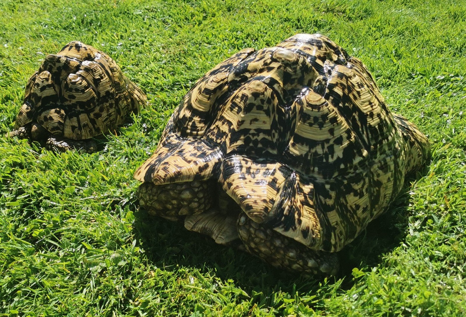 koppeltje Stigmochelys pardalis, Schildpad, Tam, 11 jaar of ouder