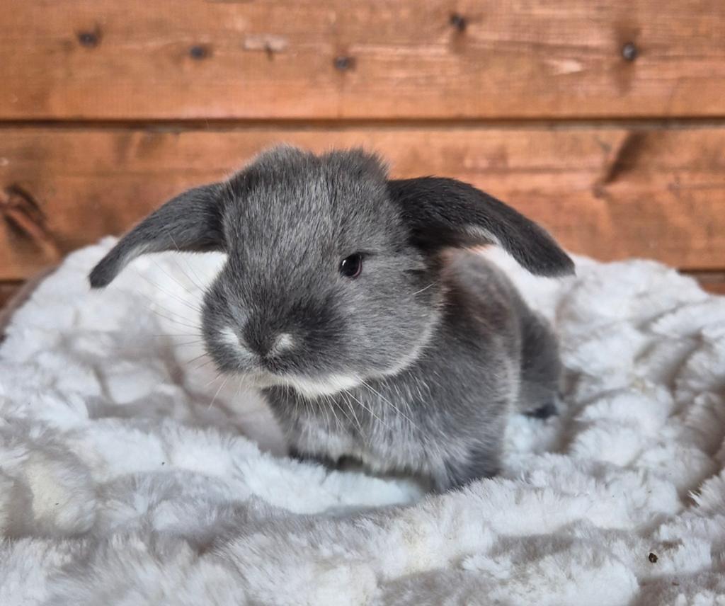 Franse hangoor voedsters, Dieren en Toebehoren, Konijnen, Hangoor