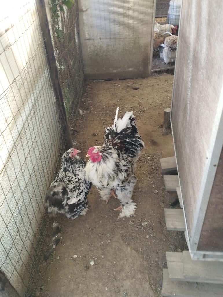 Grootras brahma koppel, Dieren en Toebehoren, Meerdere dieren, Kip