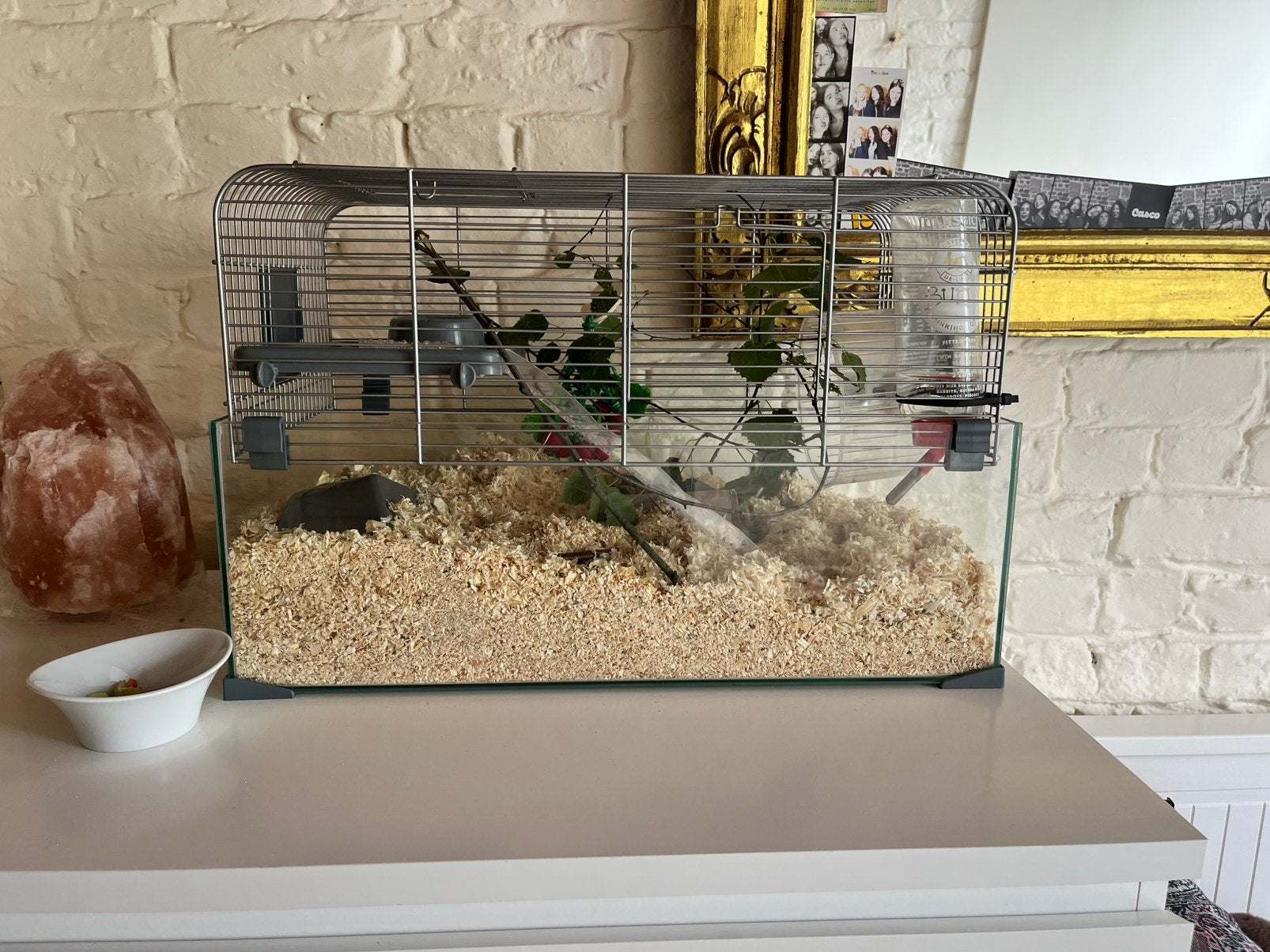 cage hamster, Animaux & Accessoires, Rongeurs, Janvier, Autres types