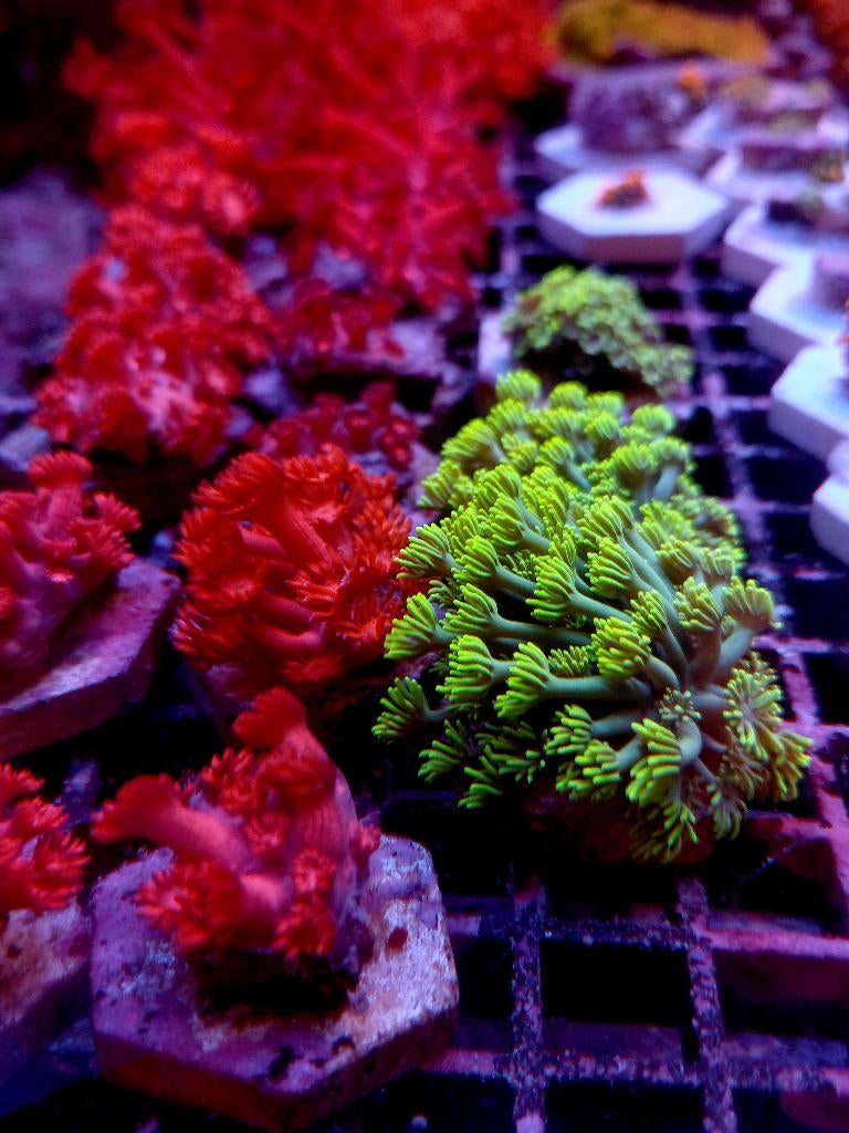 Koralen zeeaquarium, Ophalen, Nieuw, Gevuld zeewateraquarium
