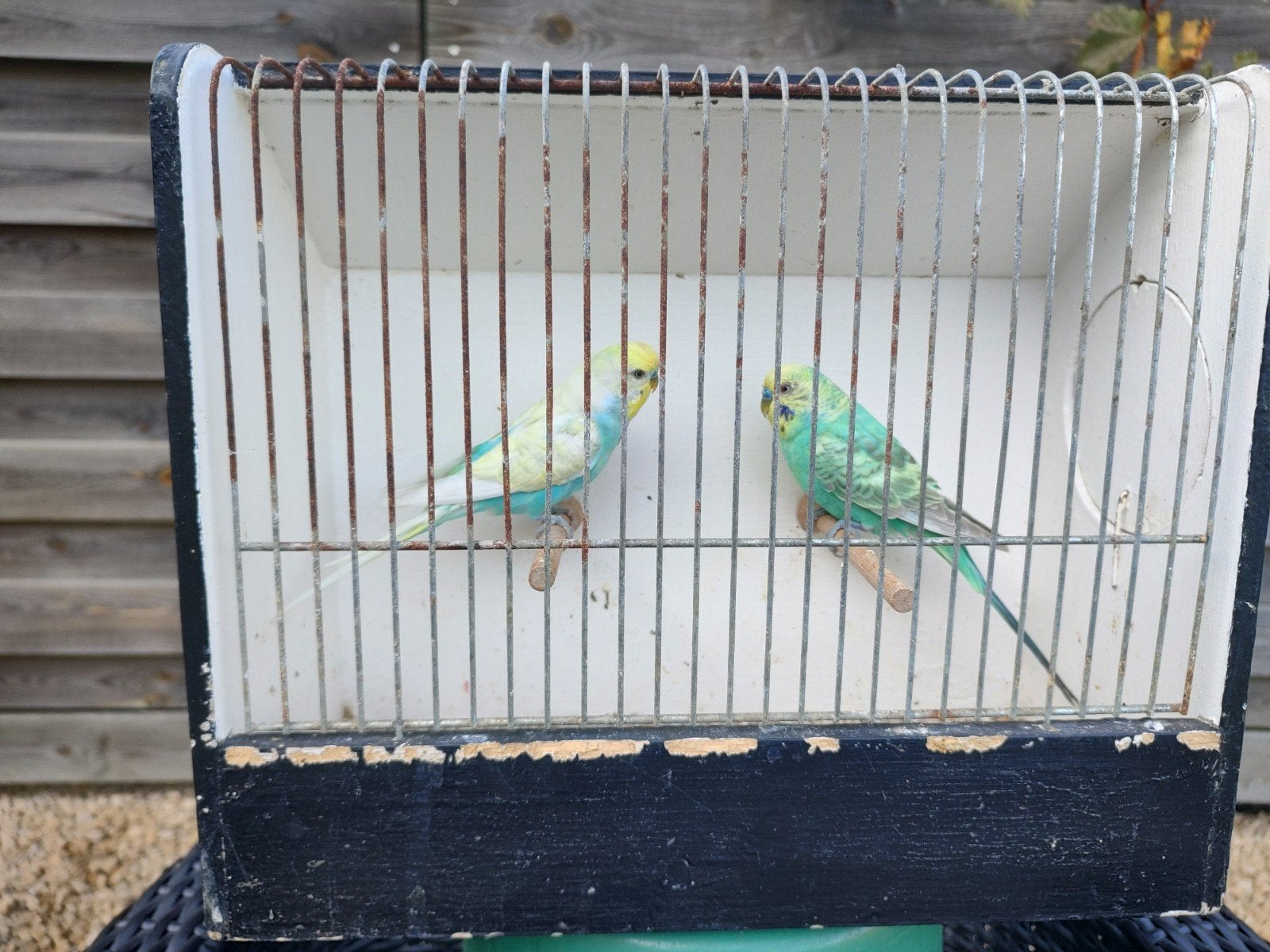 grasparkieten, Dieren en Toebehoren, Ophalen