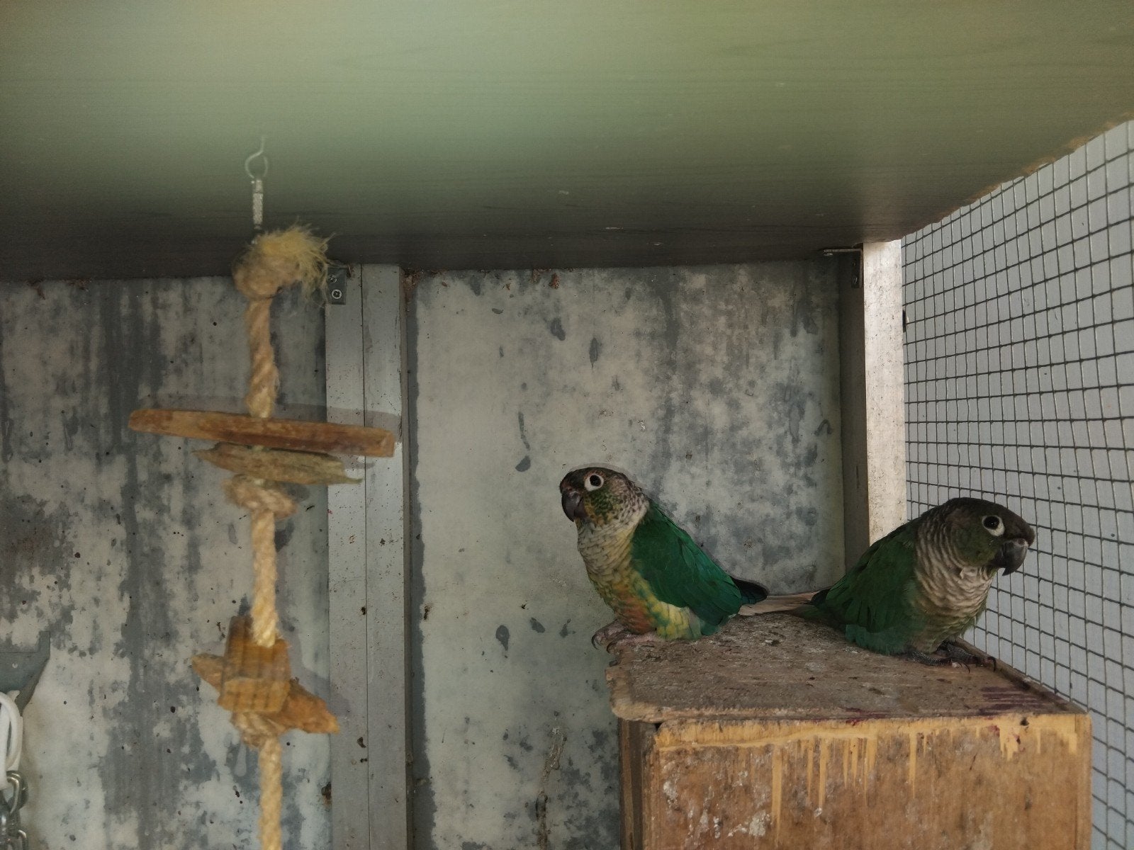 Kweekkoppel pyrrhura, Dieren en Toebehoren, Meerdere dieren, Parkiet, Geringd