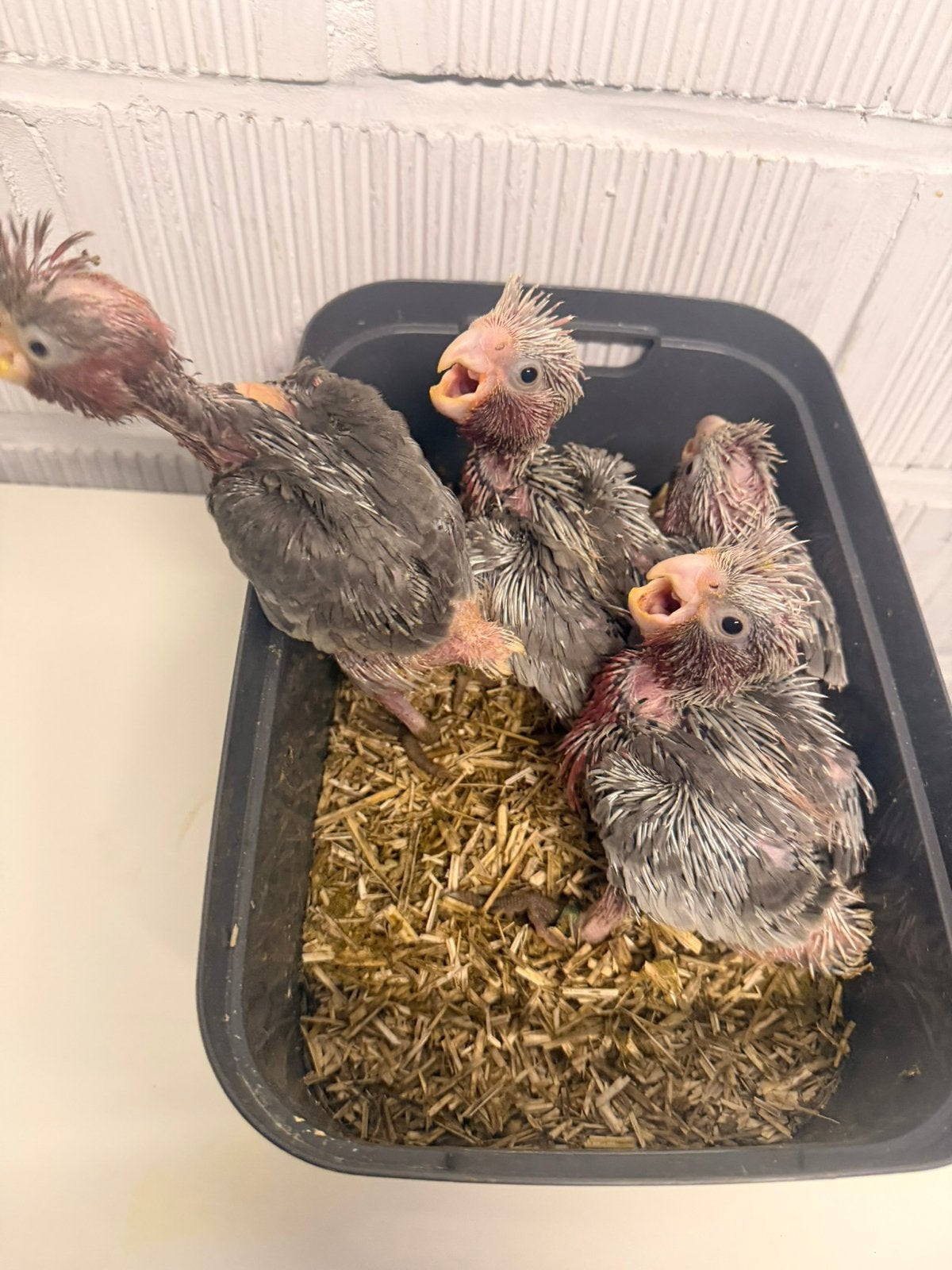 Rosalbin kaketoes 4 maanden, Dieren en Toebehoren
