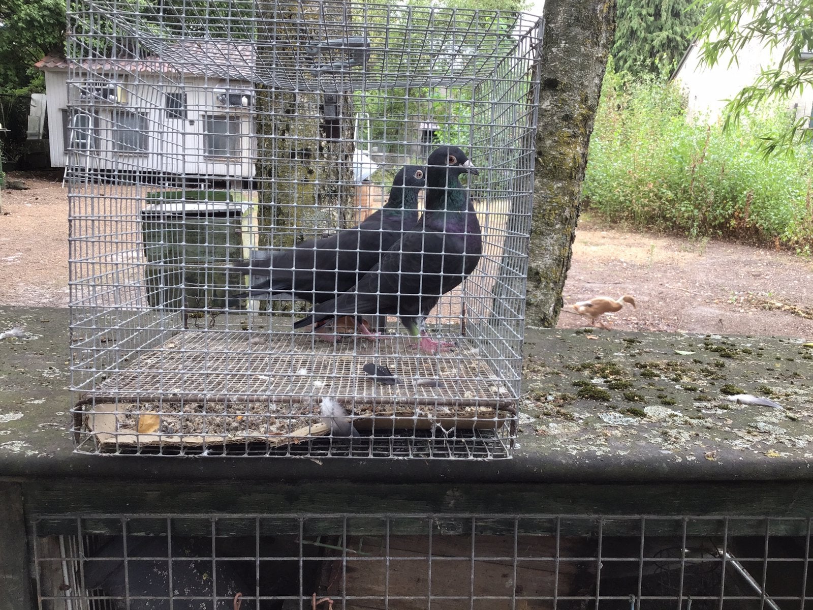 Postduiven, Dieren en Toebehoren, Vogels | Duiven