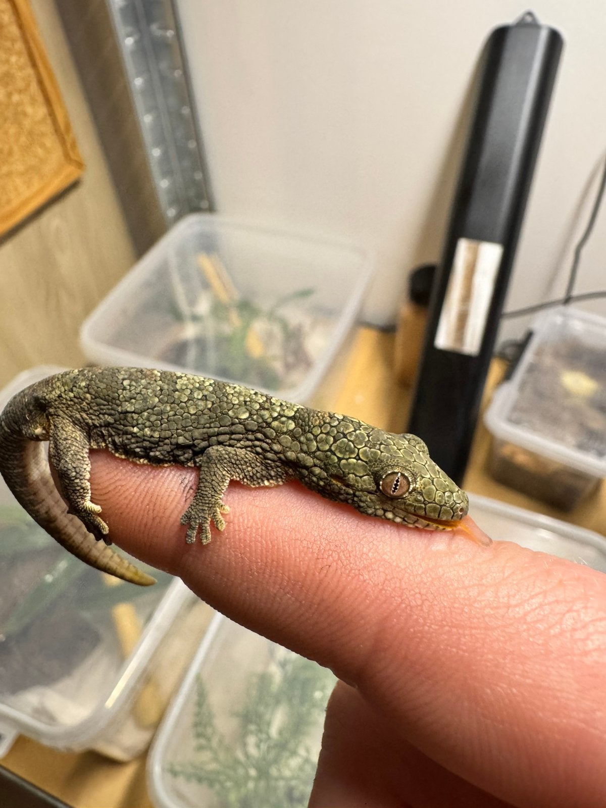 Eurydactylodes occidentalis (Westelijke kameleon gekko), Hagedis, Tam, 0 tot 2 jaar