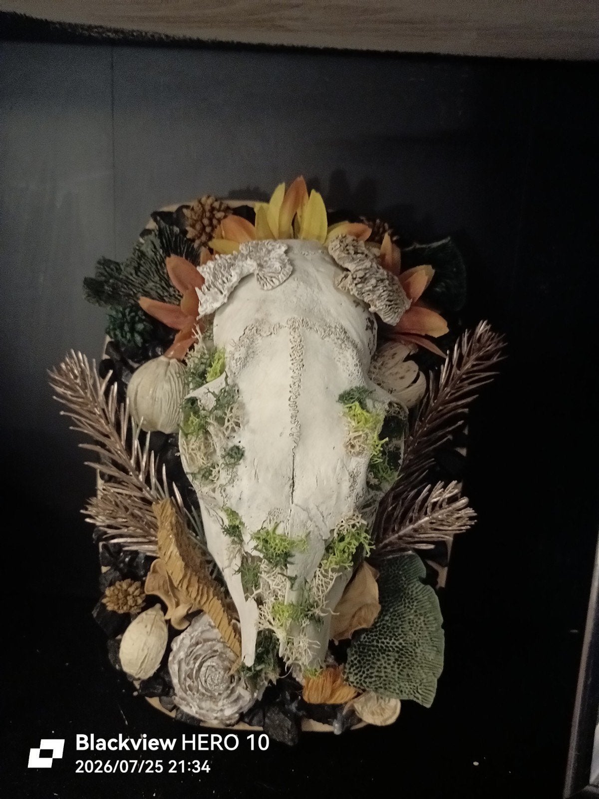 wandplankje met schedel, Ophalen, 30 cm, 20 cm, Zo goed als nieuw