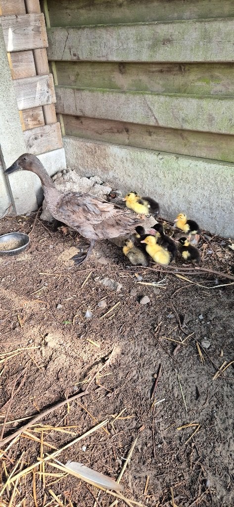 Loopeenden paar met 9 kuikens, Dieren en Toebehoren, Pluimvee, Meerdere dieren, Eend