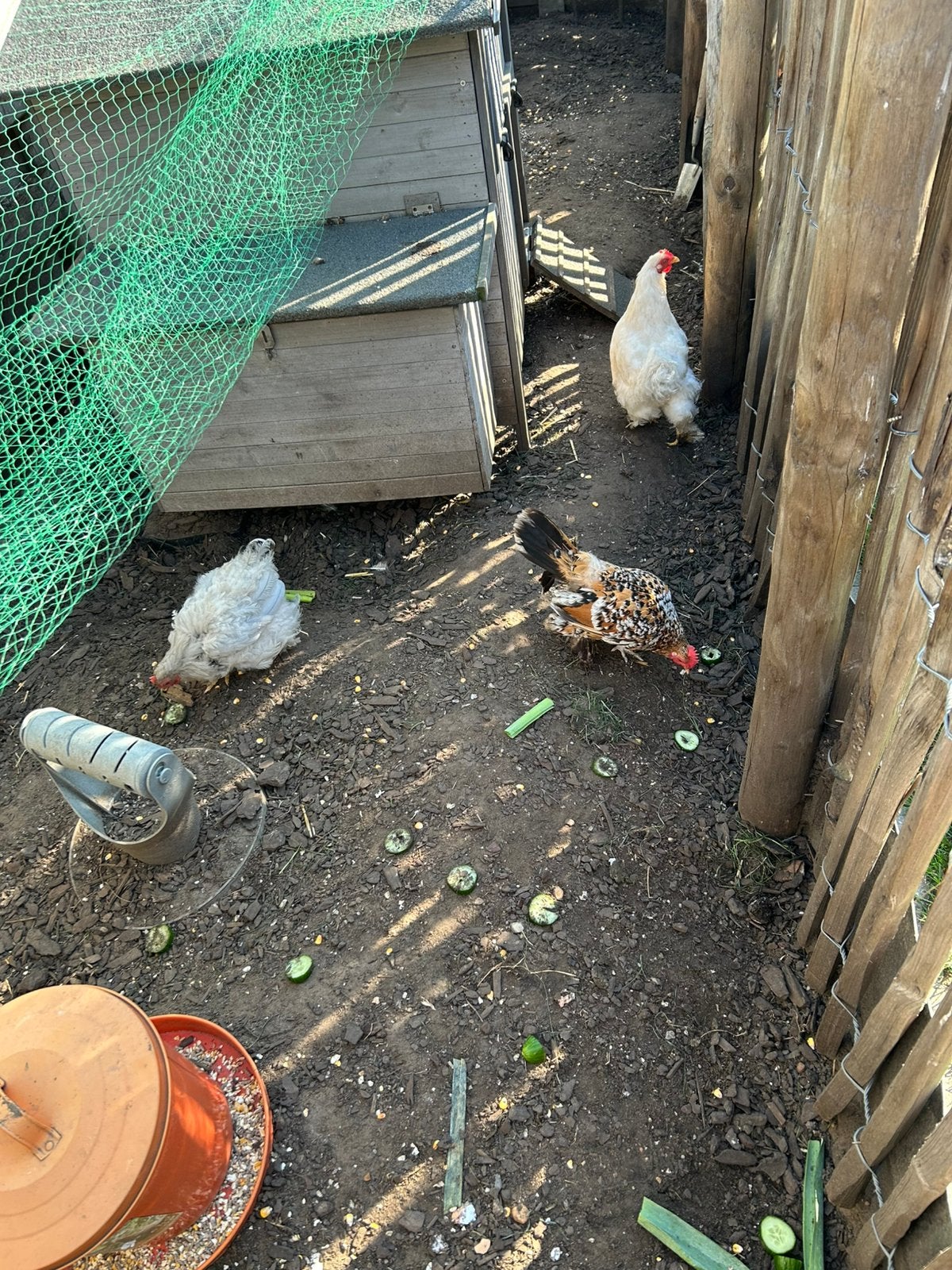 3 zeer mooie jonge sierkippetjes  wit, grijs en bruin, Dieren en Toebehoren, Vrouwelijk, Kip