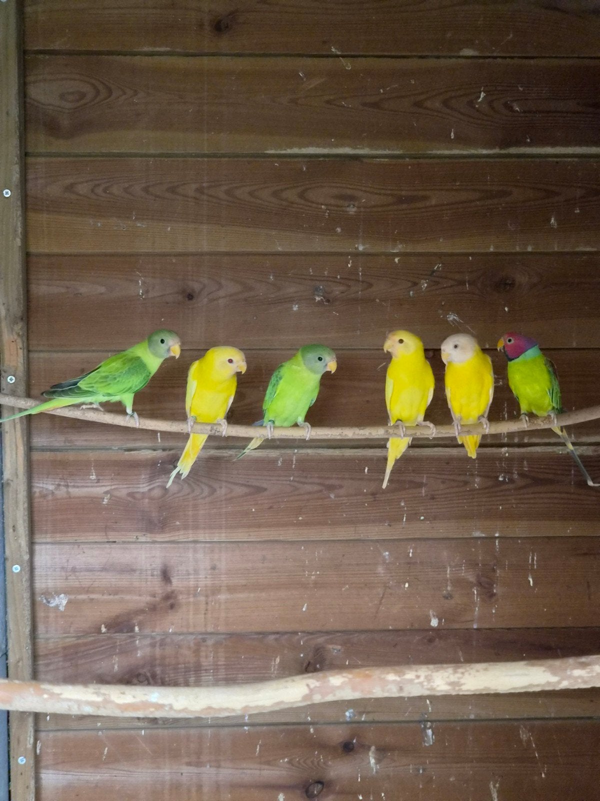 pruimkoppen mutaties te koop, Bagué