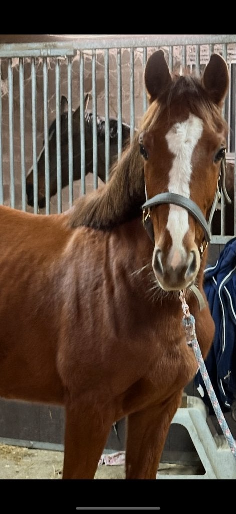 4 jarig springpaard - damespaard, Animaux & Accessoires, Avec pedigree, Débourré, Moins de 160 cm, Cheval de saut