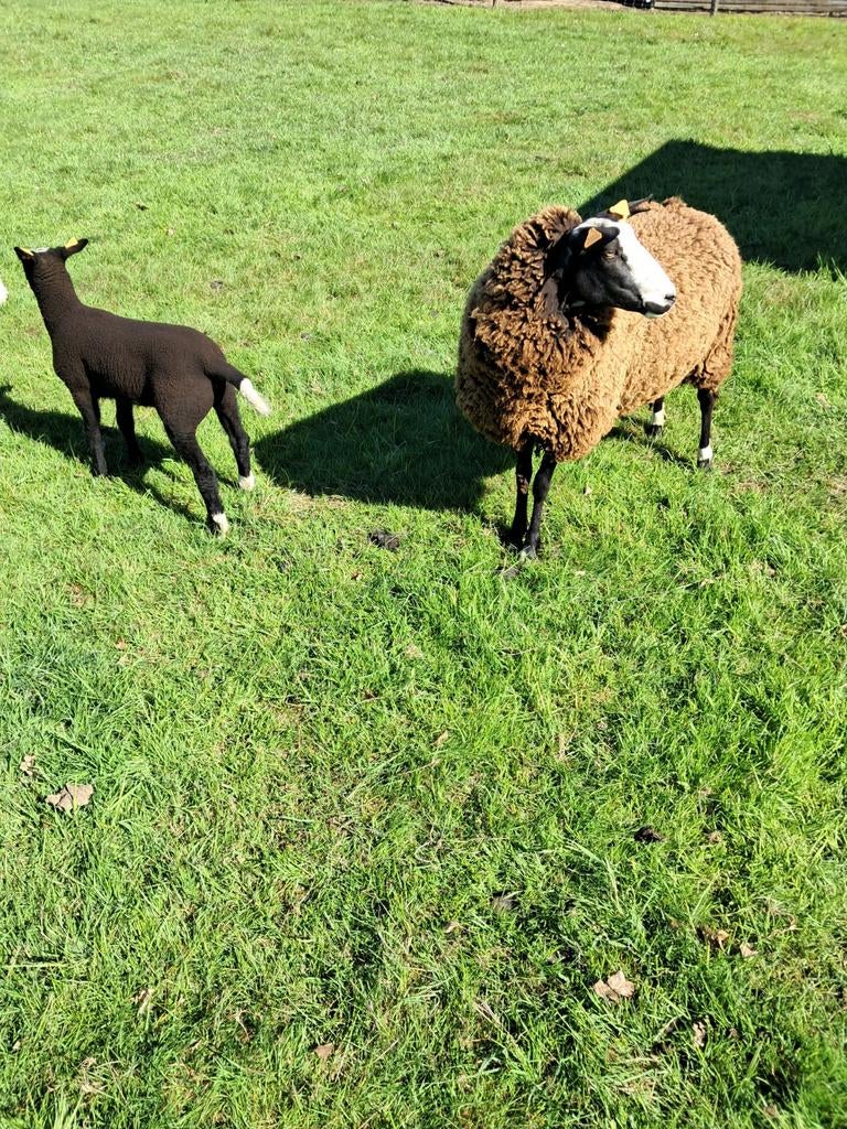 Zwartblesooien, Dieren en Toebehoren, Schapen, Geiten en Varkens