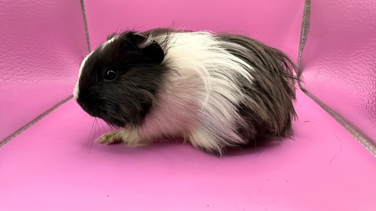 Cavia, zwart-wit vrouwtje Shelty cavia, Dieren en Toebehoren, Cavia, Augustus, Vrouwelijk, Tam