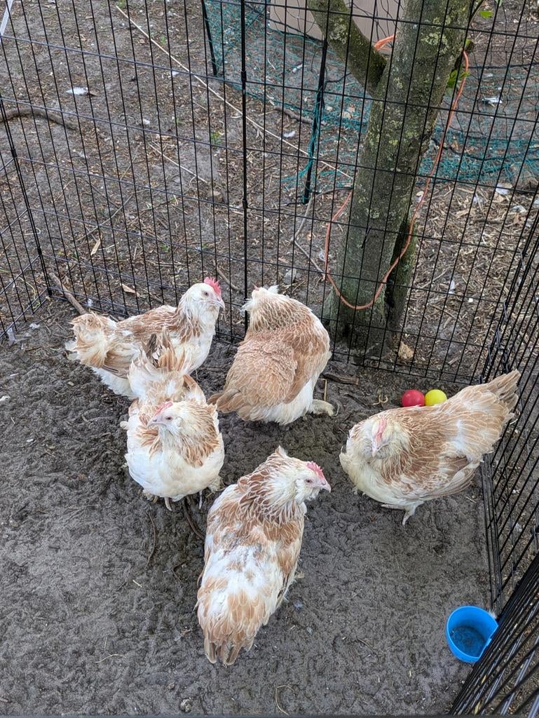 Faverollen, Dieren en Toebehoren
