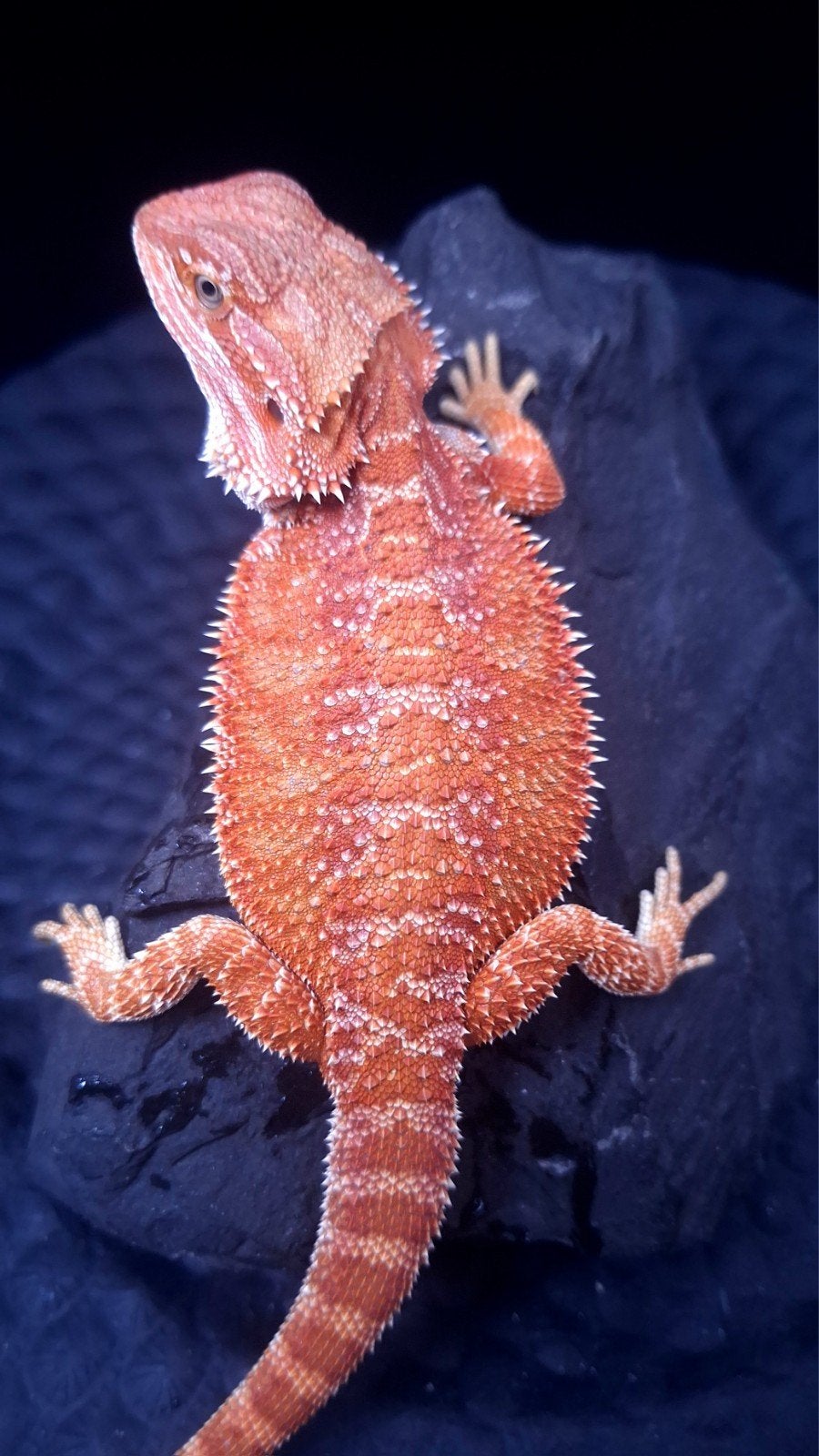 Mega Korting !! 50% Red Monster Hypo het Trans G-Stripe Man, Dieren en Toebehoren, Hagedis, 0 tot 2 jaar