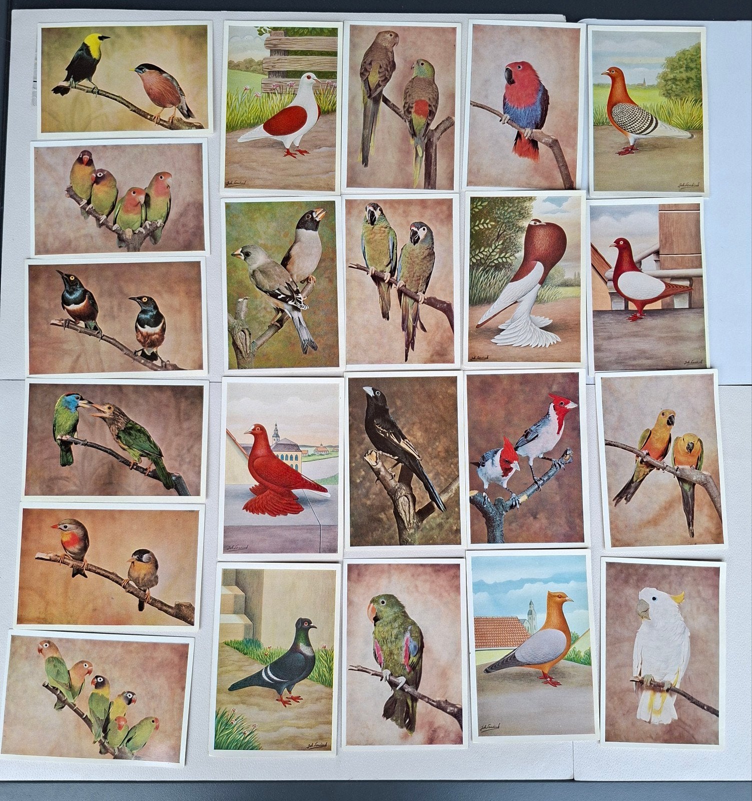 fotoprenten, Collections, Enlèvement ou Envoi, Comme neuf, Animal, Photo