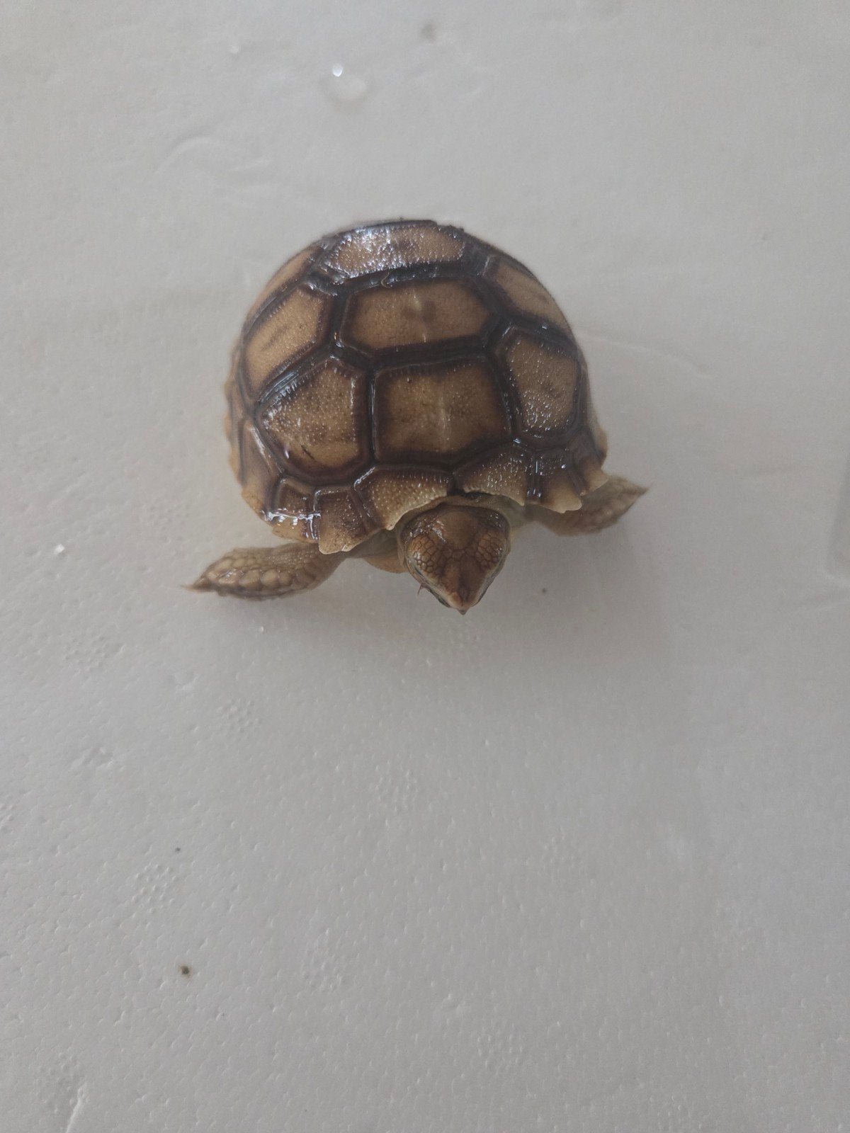 sporenlandschildpad, Tortue, 0 à 2 ans