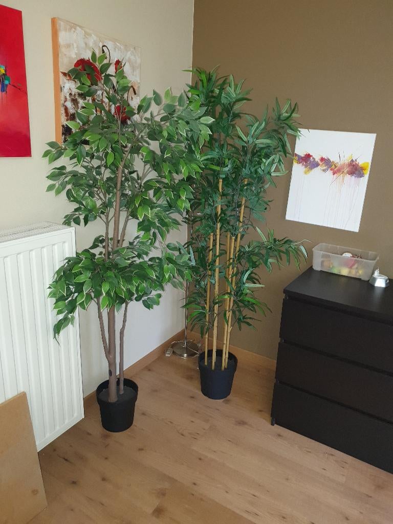 Kamerplanten, Huis en Inrichting, Ophalen, Ficus, 100 tot 150 cm